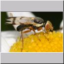 Urophora stylata - Bohrfliege 04 5mm.jpg